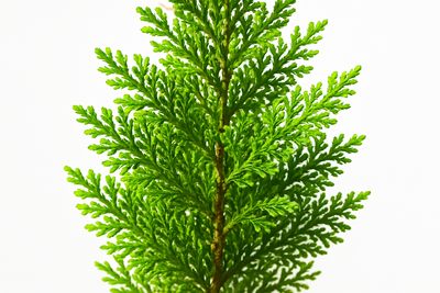cedarwood texas light plant vibrant no background white background zoomed in