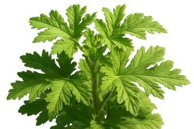 citronella-plant-vivid-nice-real-zoomed-in-a-bit no background