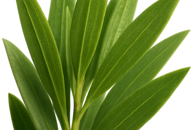 make it realistic and zoom in to the plant and make sure the plant shown is the part the oil is from