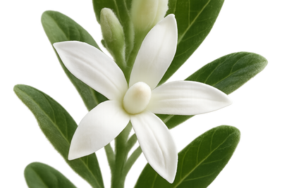 supposed to be white isnt it?